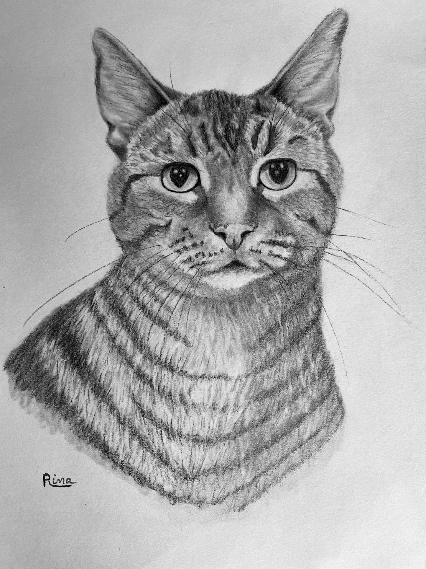 Hand Drawn Pet Portrait Art in Graphite Pencil!