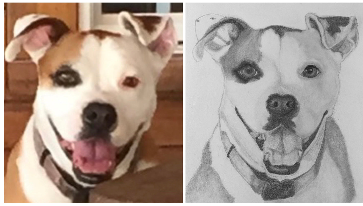 Hand Drawn Pet Portrait Art in Graphite Pencil!