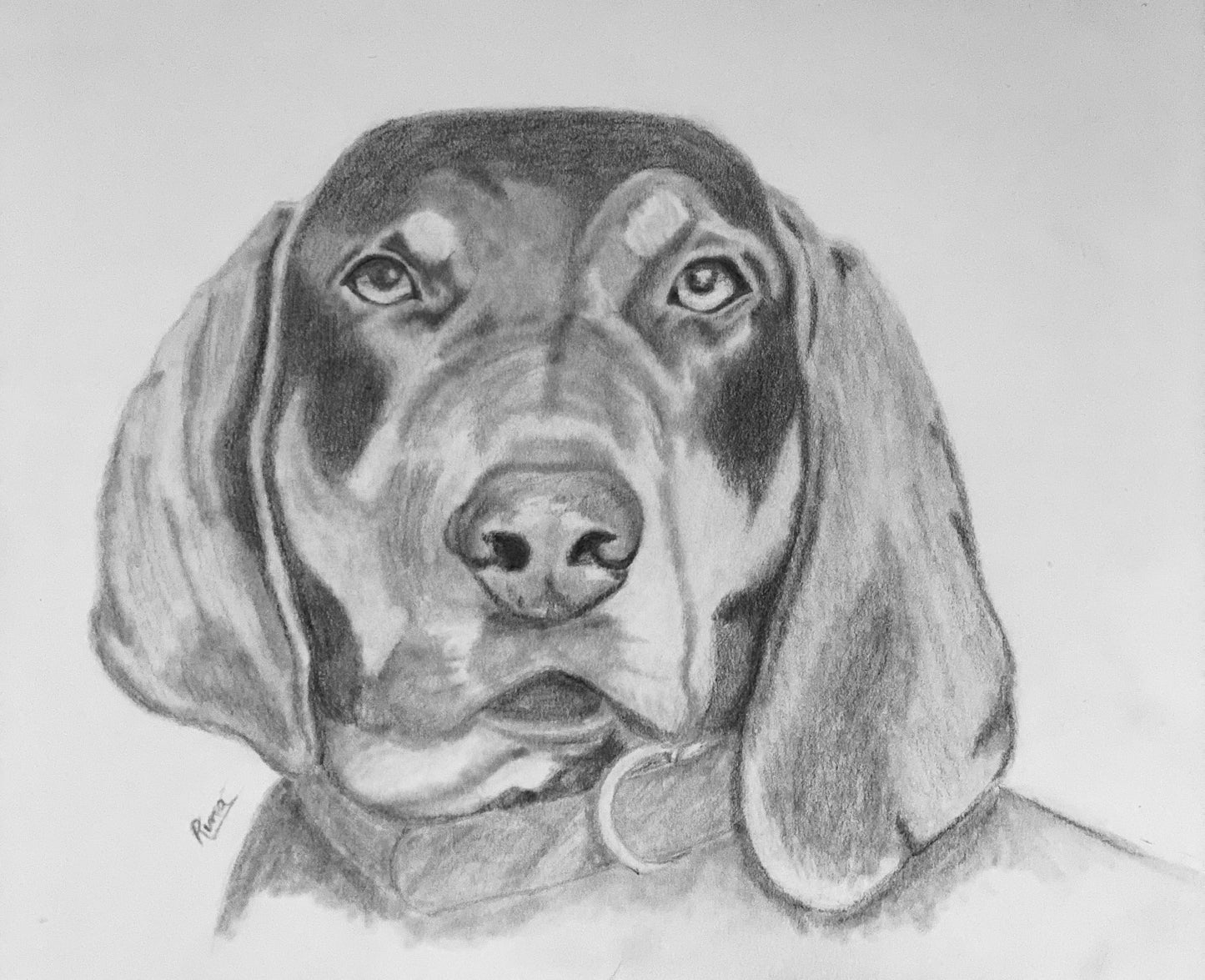 Hand Drawn Pet Portrait Art in Graphite Pencil!