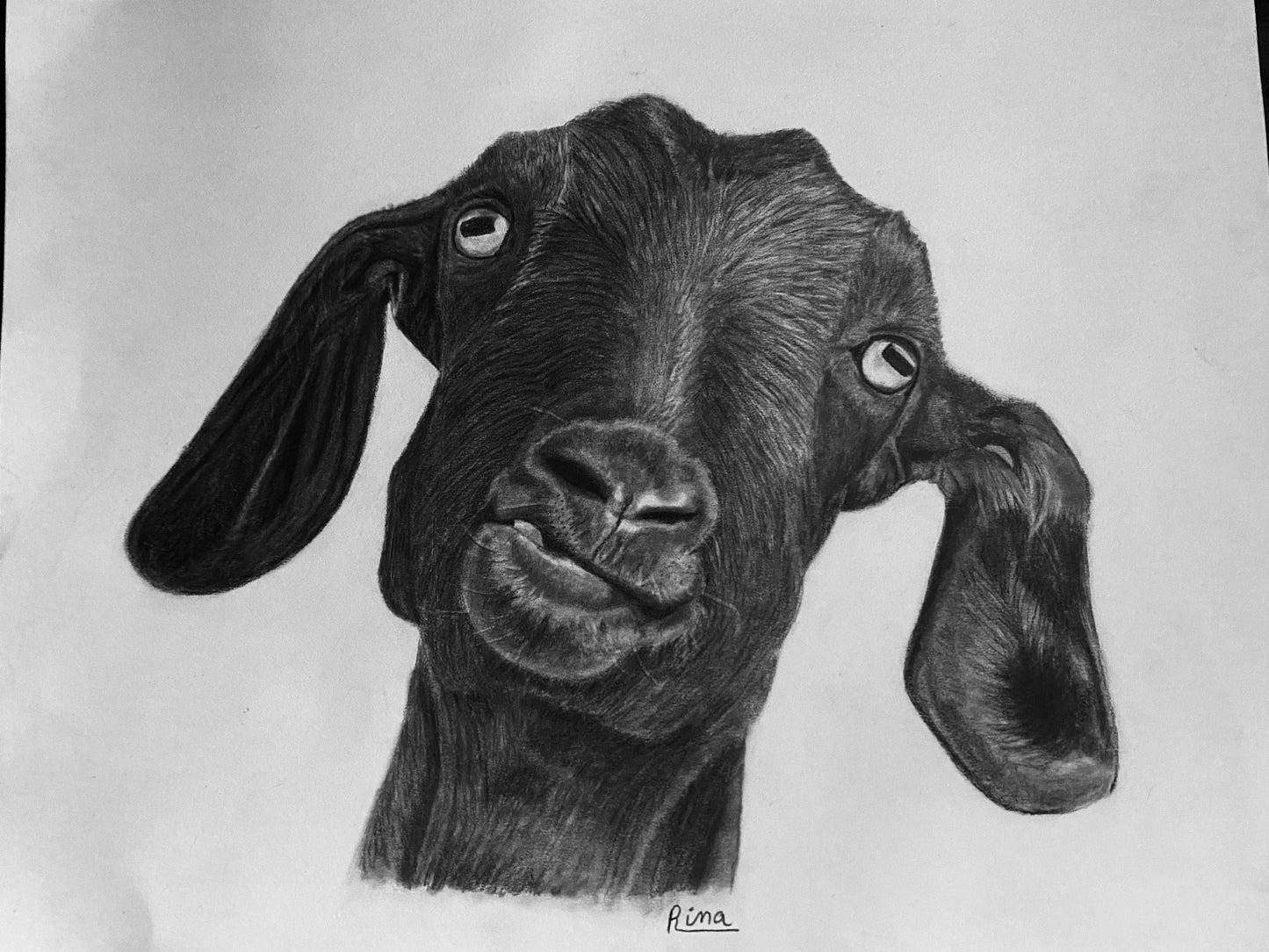 Hand Drawn Pet Portrait Art in Graphite Pencil!