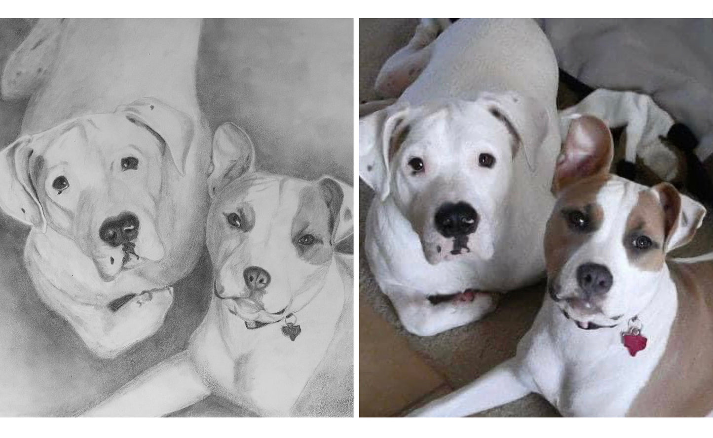 Hand Drawn Pet Portrait Art in Graphite Pencil!