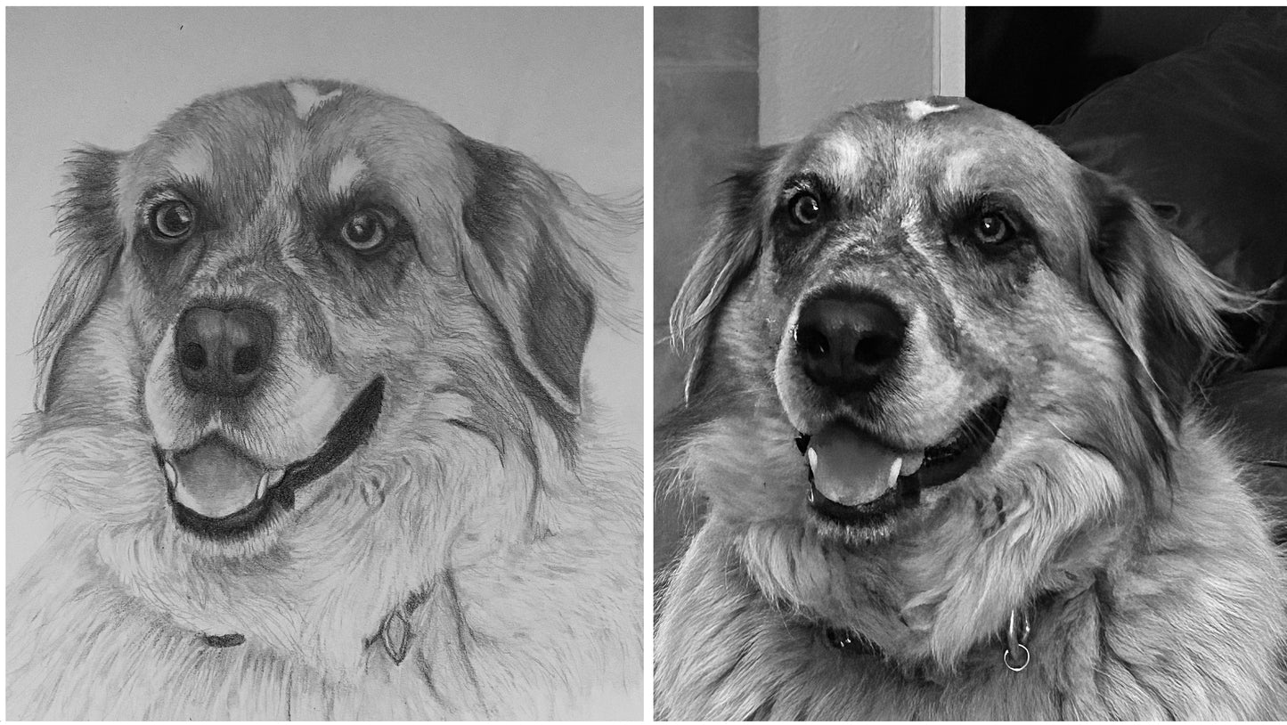 Hand Drawn Pet Portrait Art in Graphite Pencil!